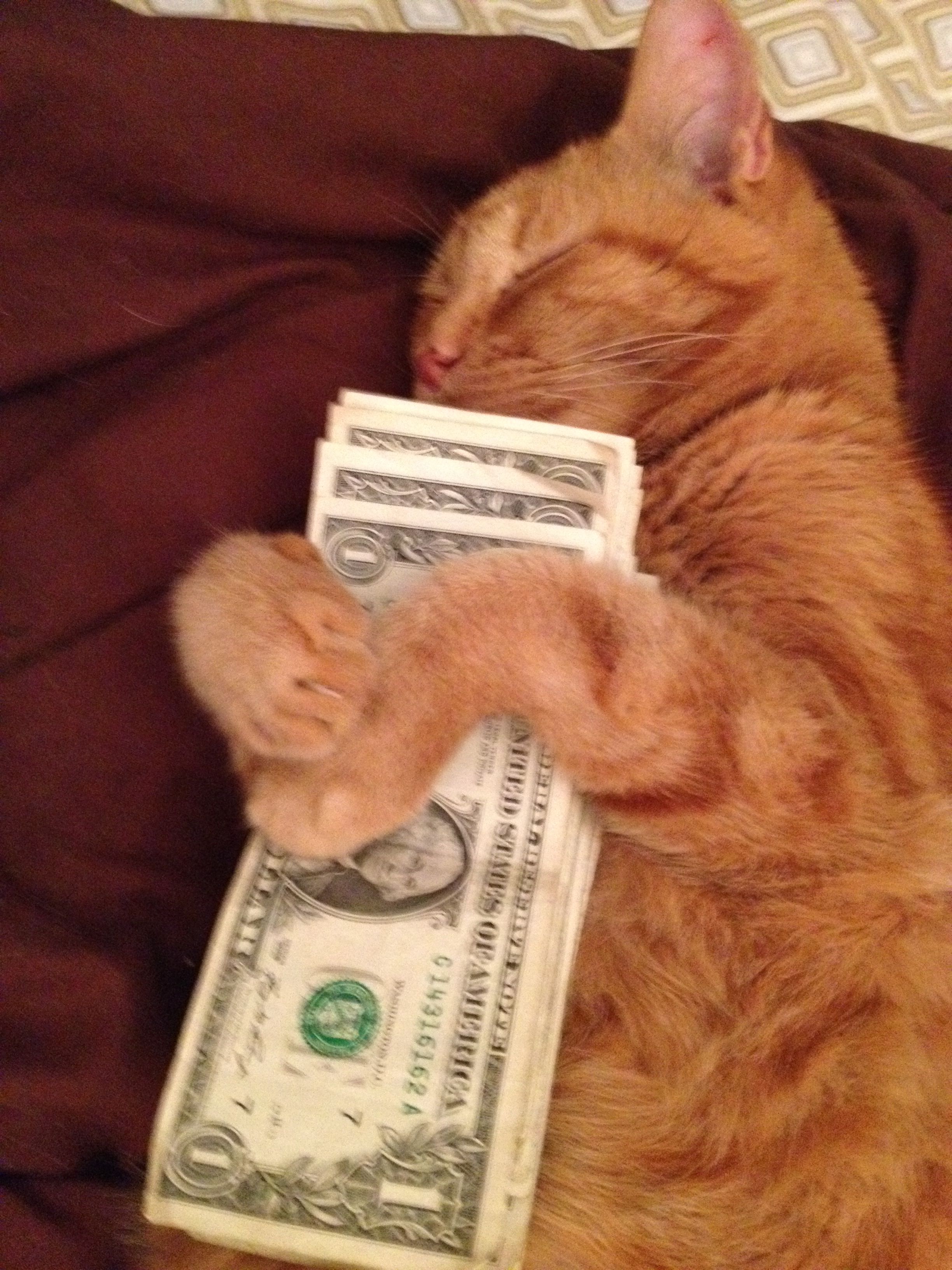 Money Cat